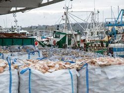 Product Image: Fulton's Finest Wild Colossal Dry Sea Scallops - 1lb